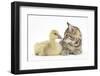 Cute Tabby Kitten, Stanley, 9 Weeks, Nose to Beak with Yellow Gosling-Mark Taylor-Framed Photographic Print