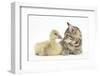 Cute Tabby Kitten, Stanley, 9 Weeks, Nose to Beak with Yellow Gosling-Mark Taylor-Framed Photographic Print