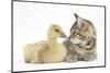 Cute Tabby Kitten, Stanley, 9 Weeks, Nose to Beak with Yellow Gosling-Mark Taylor-Mounted Photographic Print