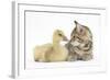 Cute Tabby Kitten, Stanley, 9 Weeks, Nose to Beak with Yellow Gosling-Mark Taylor-Framed Photographic Print