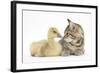 Cute Tabby Kitten, Stanley, 9 Weeks, Nose to Beak with Yellow Gosling-Mark Taylor-Framed Photographic Print