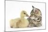 Cute Tabby Kitten, Stanley, 9 Weeks, Nose to Beak with Yellow Gosling-Mark Taylor-Mounted Photographic Print