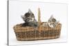 Cute Tabby Kittens, Stanley and Fosset, 6 Weeks Old, in a Wicker Basket-Mark Taylor-Stretched Canvas