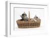 Cute Tabby Kittens, Stanley and Fosset, 6 Weeks Old, in a Wicker Basket-Mark Taylor-Framed Photographic Print