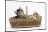 Cute Tabby Kittens, Stanley and Fosset, 6 Weeks Old, in a Wicker Basket-Mark Taylor-Mounted Photographic Print