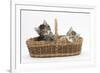 Cute Tabby Kittens, Stanley and Fosset, 6 Weeks Old, in a Wicker Basket-Mark Taylor-Framed Photographic Print