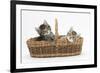 Cute Tabby Kittens, Stanley and Fosset, 6 Weeks Old, in a Wicker Basket-Mark Taylor-Framed Photographic Print