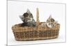 Cute Tabby Kittens, Stanley and Fosset, 6 Weeks Old, in a Wicker Basket-Mark Taylor-Mounted Photographic Print