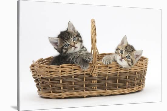 Cute Tabby Kittens, Stanley and Fosset, 6 Weeks Old, in a Wicker Basket-Mark Taylor-Stretched Canvas