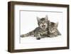 Cute Tabby Kittens, Stanley and Fosset, 9 Weeks Old, Lounging Together-Mark Taylor-Framed Photographic Print