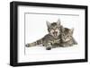 Cute Tabby Kittens, Stanley and Fosset, 9 Weeks Old, Lounging Together-Mark Taylor-Framed Photographic Print