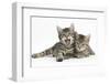 Cute Tabby Kittens, Stanley and Fosset, 9 Weeks Old, Lounging Together-Mark Taylor-Framed Photographic Print