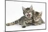 Cute Tabby Kittens, Stanley and Fosset, 9 Weeks Old, Lounging Together-Mark Taylor-Mounted Photographic Print