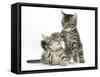 Cute Tabby Kittens, Stanley and Fosset, 9 Weeks-Mark Taylor-Framed Stretched Canvas