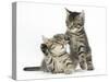 Cute Tabby Kittens, Stanley and Fosset, 9 Weeks-Mark Taylor-Stretched Canvas