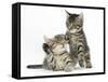 Cute Tabby Kittens, Stanley and Fosset, 9 Weeks-Mark Taylor-Framed Stretched Canvas