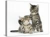 Cute Tabby Kittens, Stanley and Fosset, 9 Weeks-Mark Taylor-Stretched Canvas