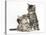 Cute Tabby Kittens, Stanley and Fosset, 9 Weeks-Mark Taylor-Stretched Canvas