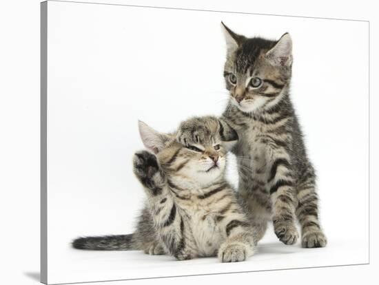 Cute Tabby Kittens, Stanley and Fosset, 9 Weeks-Mark Taylor-Stretched Canvas