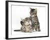 Cute Tabby Kittens, Stanley and Fosset, 9 Weeks-Mark Taylor-Framed Photographic Print