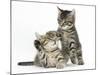 Cute Tabby Kittens, Stanley and Fosset, 9 Weeks-Mark Taylor-Mounted Photographic Print