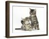 Cute Tabby Kittens, Stanley and Fosset, 9 Weeks-Mark Taylor-Framed Photographic Print