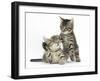 Cute Tabby Kittens, Stanley and Fosset, 9 Weeks-Mark Taylor-Framed Photographic Print