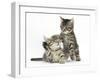 Cute Tabby Kittens, Stanley and Fosset, 9 Weeks-Mark Taylor-Framed Photographic Print