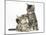 Cute Tabby Kittens, Stanley and Fosset, 9 Weeks-Mark Taylor-Mounted Photographic Print