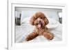 Cute Toy Poodle Resting on Bed-Lim Tiaw Leong-Framed Photographic Print