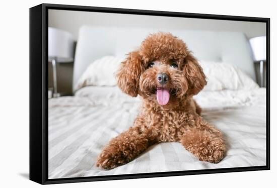 Cute Toy Poodle Resting on Bed-Lim Tiaw Leong-Framed Stretched Canvas