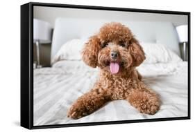 Cute Toy Poodle Resting on Bed-Lim Tiaw Leong-Framed Stretched Canvas