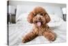 Cute Toy Poodle Resting on Bed-Lim Tiaw Leong-Stretched Canvas