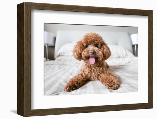 Cute Toy Poodle Resting on Bed-Lim Tiaw Leong-Framed Photographic Print