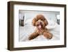 Cute Toy Poodle Resting on Bed-Lim Tiaw Leong-Framed Photographic Print