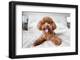 Cute Toy Poodle Resting on Bed-Lim Tiaw Leong-Framed Photographic Print