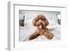 Cute Toy Poodle Resting on Bed-Lim Tiaw Leong-Framed Photographic Print