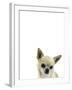 Cutesy Canine-Assaf Frank-Framed Giclee Print