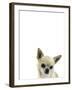 Cutesy Canine-Assaf Frank-Framed Giclee Print