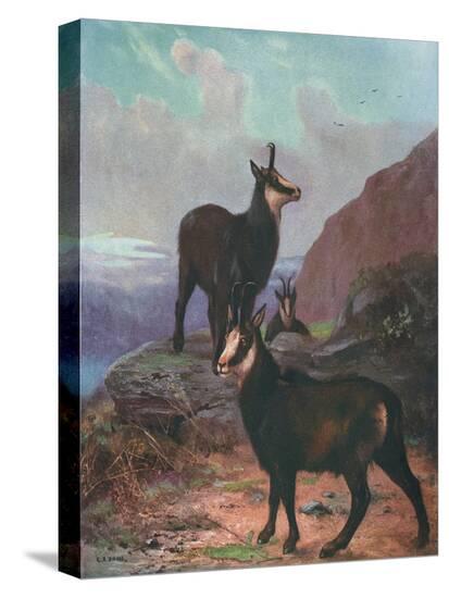 Stretched Canvas Print, , large