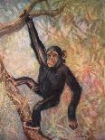 Chimpanzee, Wild Beasts-Cuthbert Swan-Art Print