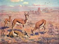 Kangaroos 1909-Cuthbert Swan-Art Print