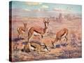 Stretched Canvas