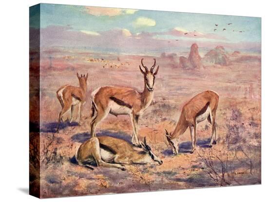Stretched Canvas Print, , large