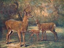 Virginian Deer, Wild Bst-Cuthbert Swan-Art Print