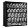 Cuts of Beef on Shelves at Meat Processing and Packing Plant-Alfred Eisenstaedt-Framed Stretched Canvas