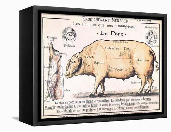 Cuts of Pork, illustration from a French Domestic Science Manual by H. de Puytorac, 19th century-null-Framed Stretched Canvas