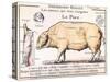 Cuts of Pork, illustration from a French Domestic Science Manual by H. de Puytorac, 19th century-null-Stretched Canvas