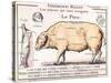 Cuts of Pork, illustration from a French Domestic Science Manual by H. de Puytorac, 19th century-null-Stretched Canvas