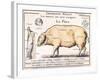 Cuts of Pork, illustration from a French Domestic Science Manual by H. de Puytorac, 19th century-null-Framed Giclee Print